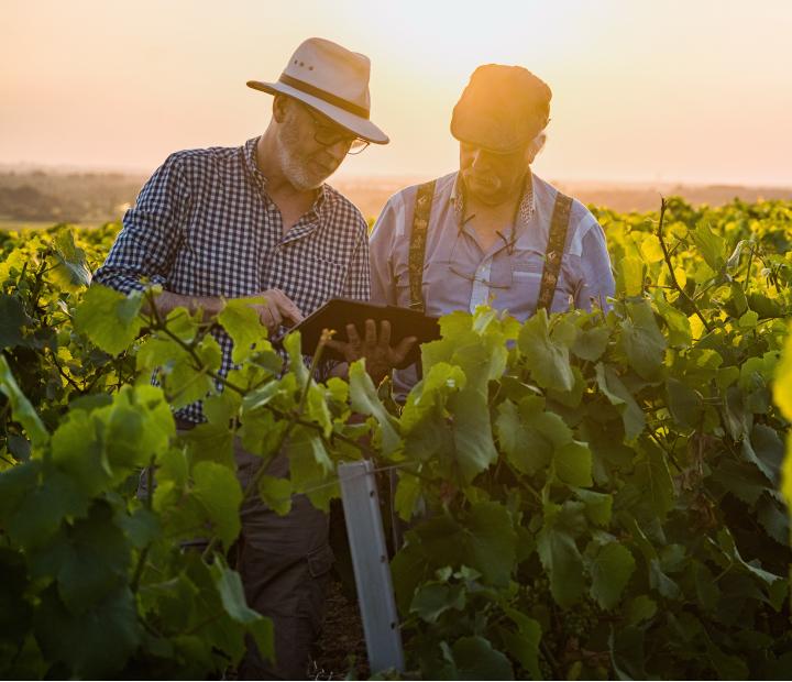 El enoturismo en Aragón. Oportunidades de desarrollo para las bodegas y territorios vitivinícolas