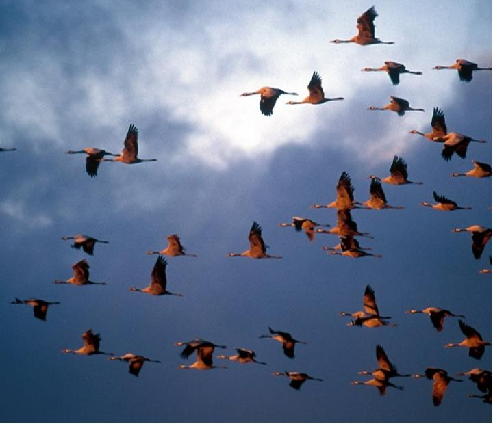 Iniciación a la observación de aves