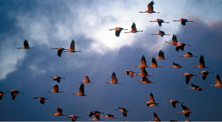 Iniciación a la observación de aves