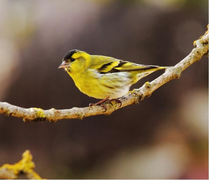 Iniciación a la observación de aves